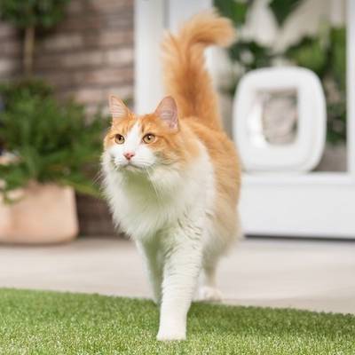 cat1