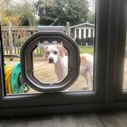 Dog Flap Fitter Cardiff
